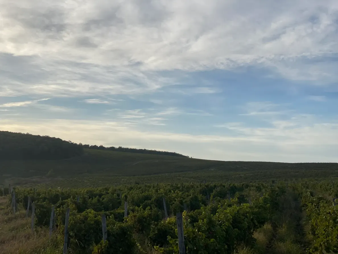Aerial view of the Roșca vineyards from the northwest