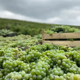 Ripe grape clusters before harvest