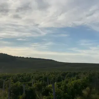 Roșca vineyard from the northwest at golden hour
