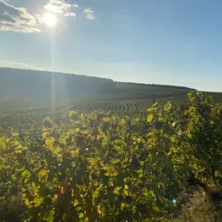 Western slopes of the estate in late afternoon