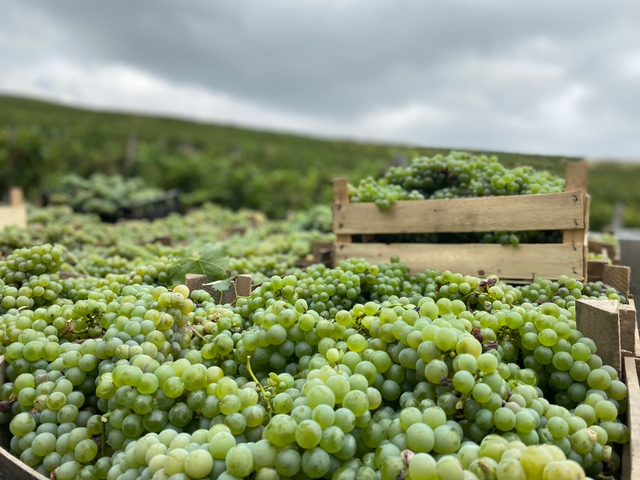 Ripe grape clusters before harvest