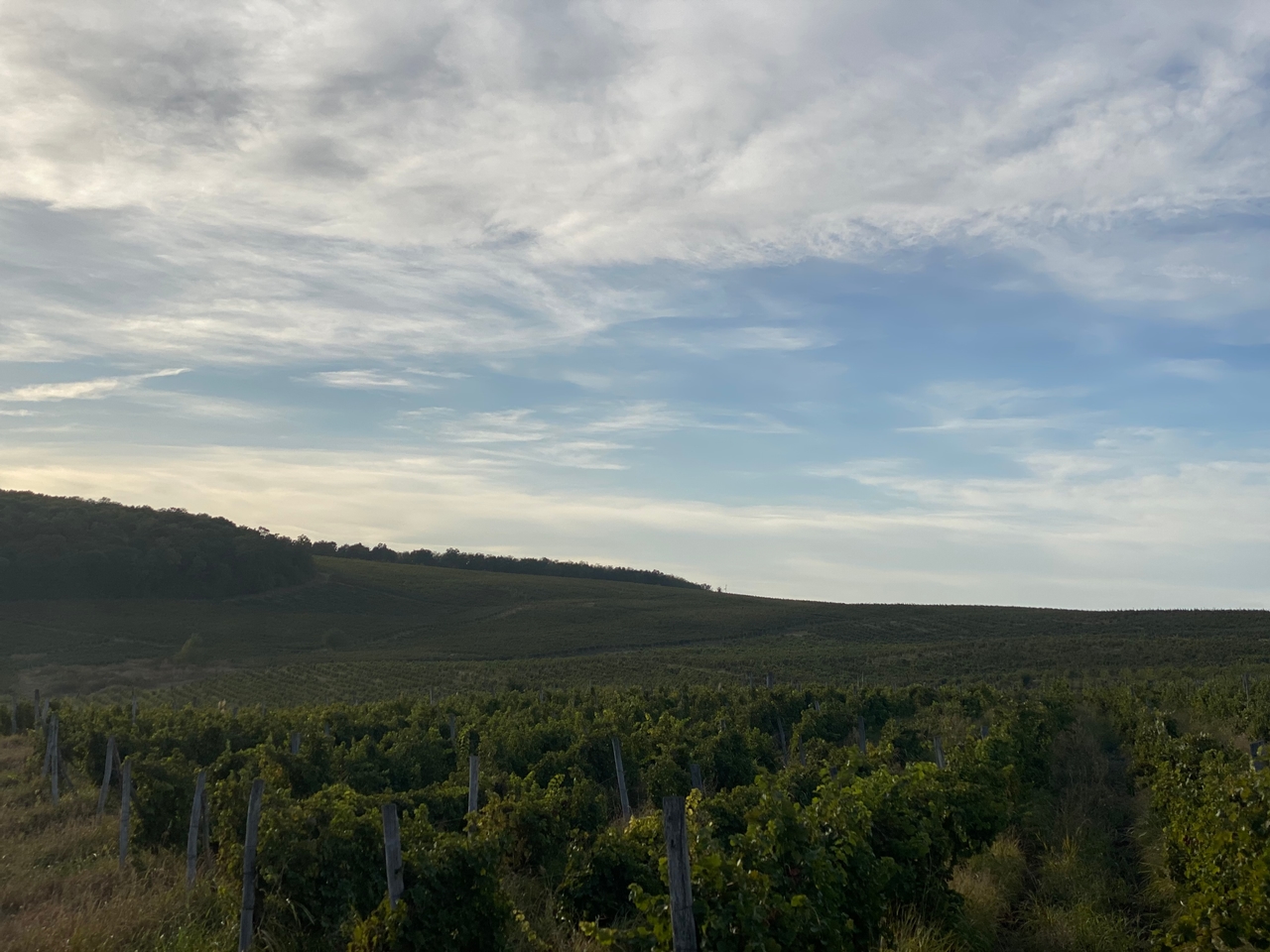 Roșca vineyard from the northwest at golden hour