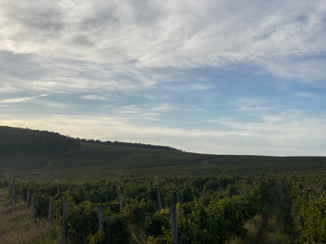 Roșca vineyard from the northwest at golden hour
