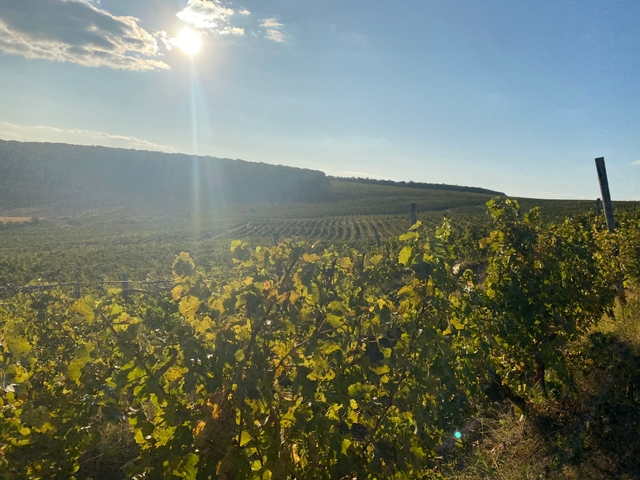 Western slopes of the estate in late afternoon