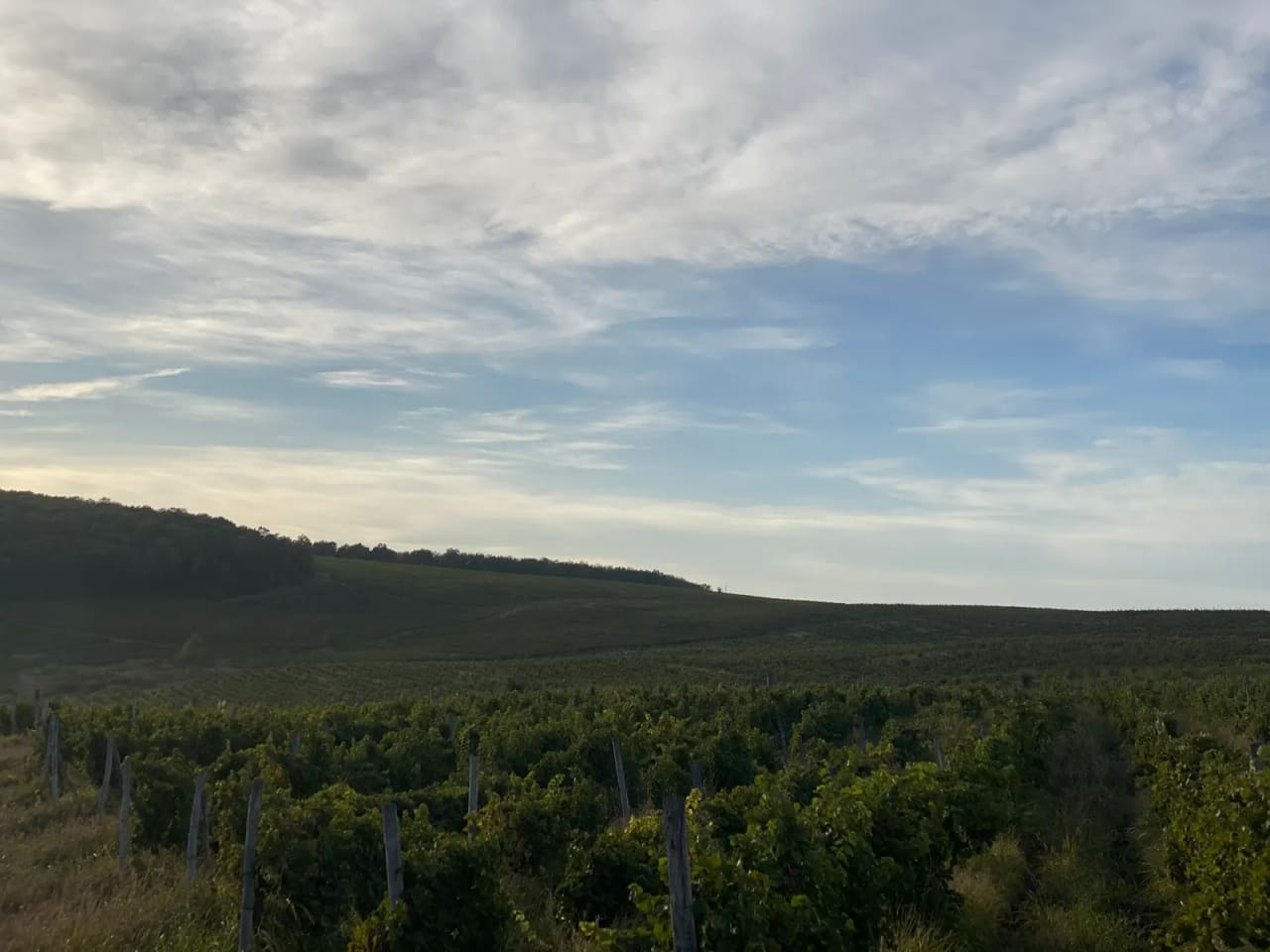 Aerial view of the Roșca vineyards from the northwest